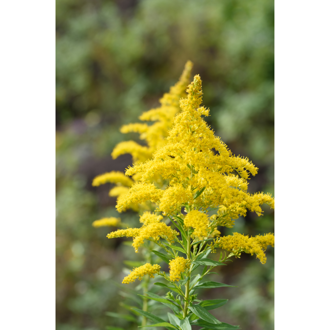 Sinus Defense Spagyric Formula (wholesale dosage bottle)