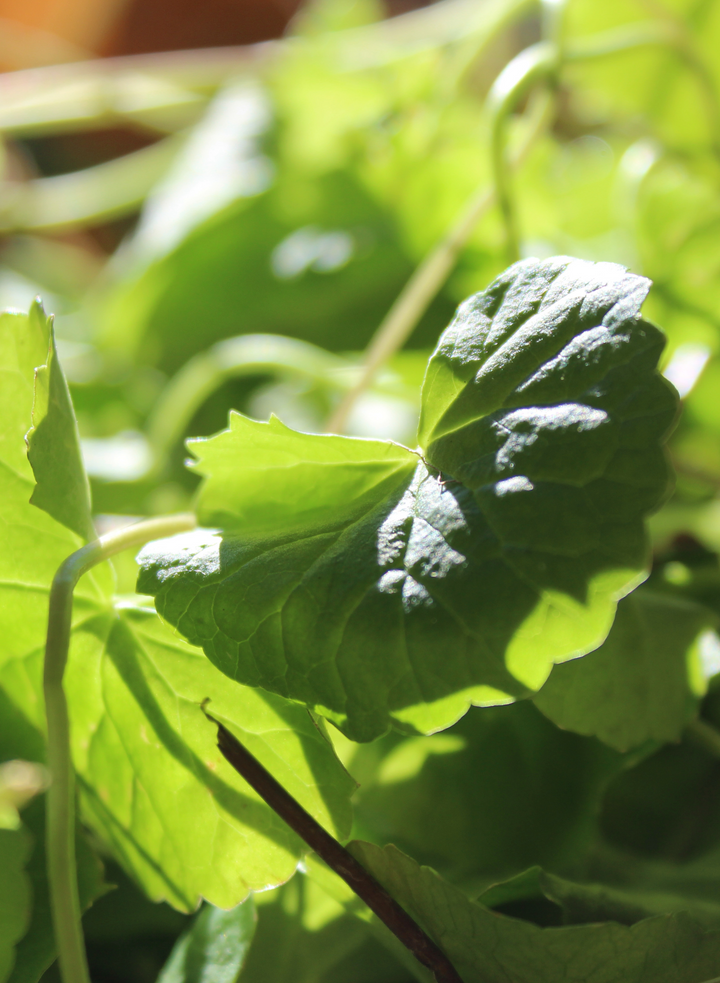 Gotu Kola (Centella asiatica) Spagyric Essence (wholesale dosage bottle)