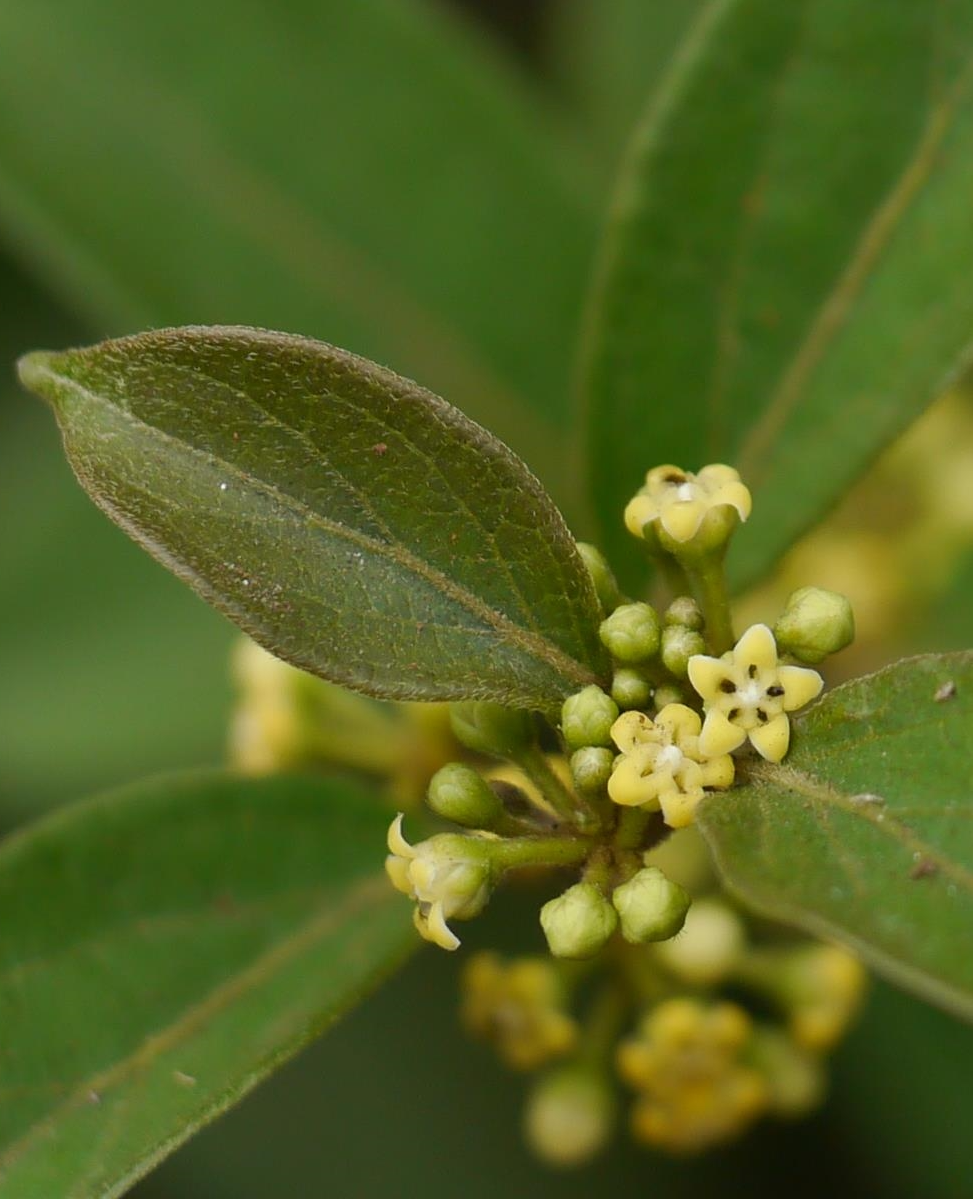 Gymnema (Gymnema sylvestra) Spagyric Tincture (wholesale dosage bottle)