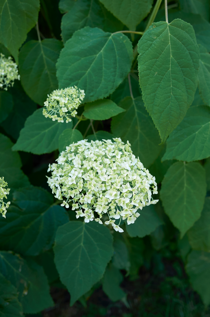 Wild Hydrangea (Hydrangea arborescens) Spagyric Tincture (wholesale dosage bottle)