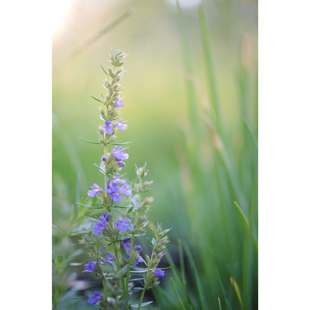 Hyssop (Hyssopus officinalis) Spagyric Tincture (wholesale dosage bottle)