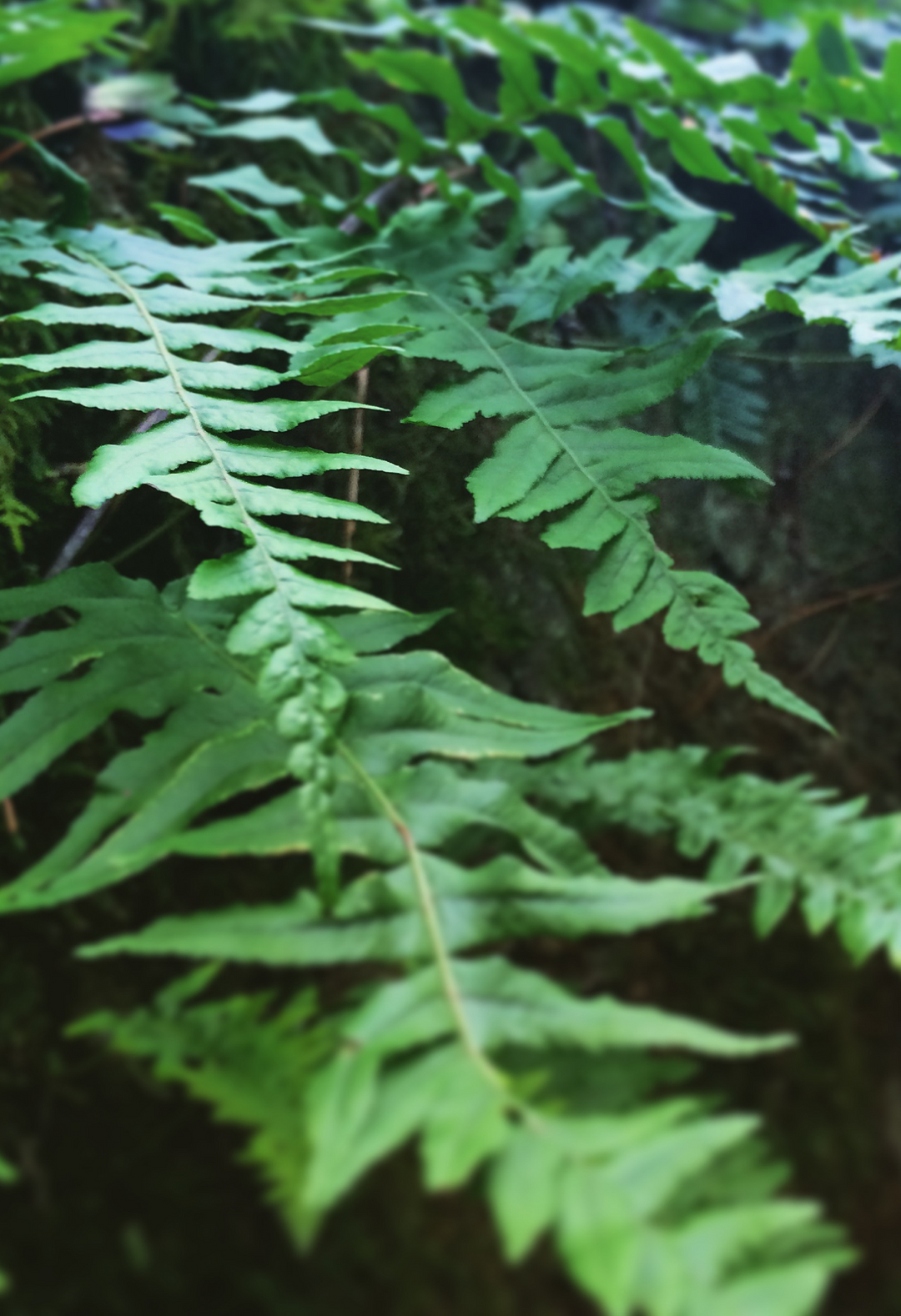 Throat Soothe Spagyric Formula (wholesale dosage bottle)