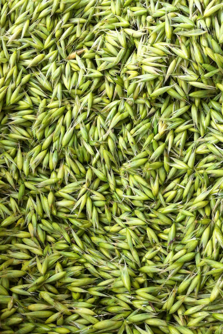 Nerve Restore Spagyric Formula (wholesale dosage bottle)