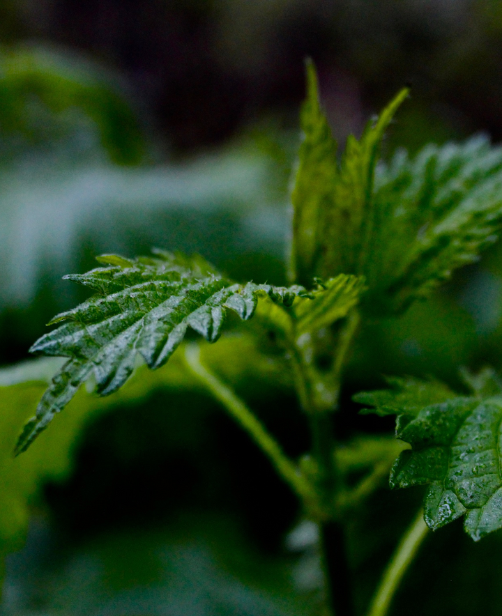 Glycemic Balance Spagyric Formula (wholesale dosage bottle)