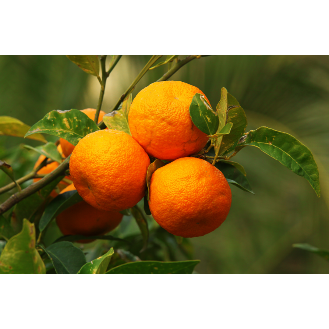 Orange Peel (Citrus aurantium) Spagyric Essence (wholesale dosage bottle)