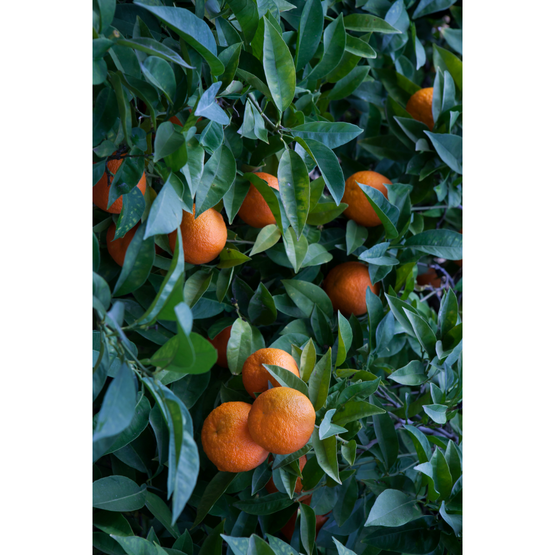 Orange Peel (Citrus aurantium) Spagyric Tincture (wholesale dosage bottle)