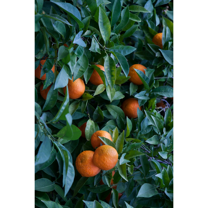 Orange Peel (Citrus aurantium) Spagyric Tincture (wholesale dosage bottle)