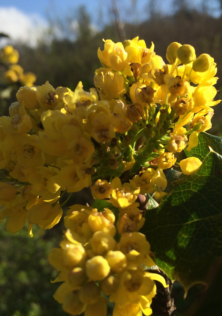 Liver Detox Spagyric Formula (wholesale dosage bottle)