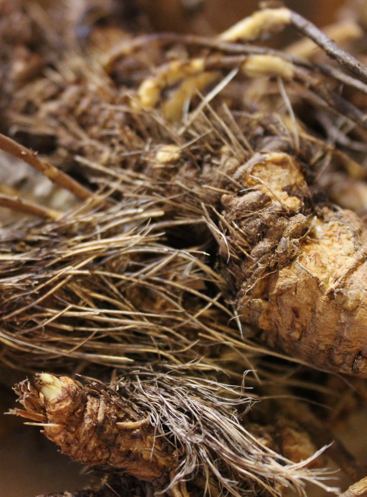 Osha (Ligusticum grayii) Spagyric Tincture (wholesale dosage bottle)