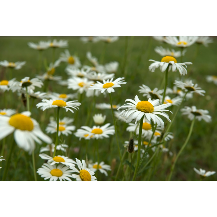 Ox-Eye daisy (Leucanthemum vulgare) Spagyric Tincture (wholesale dosage bottle)