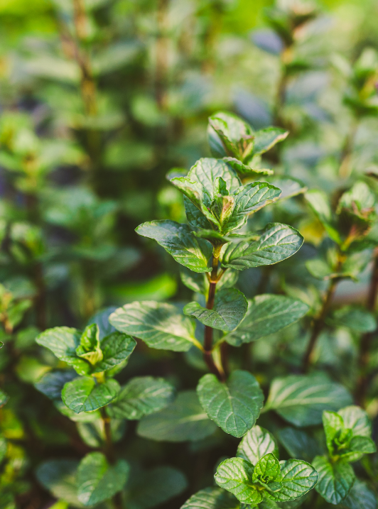 Peppermint (Mentha x piperita) Spagyric Tincture (wholesale dosage bottle)