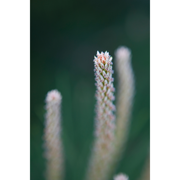 Pine Pollen (Pinus spp.) Spagyric Tincture (wholesale dosage bottle)