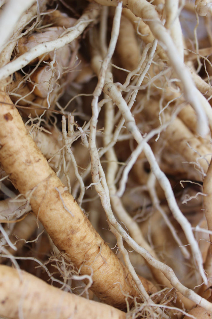 Diaphoretic Spagyric Formula (wholesale dosage bottle)