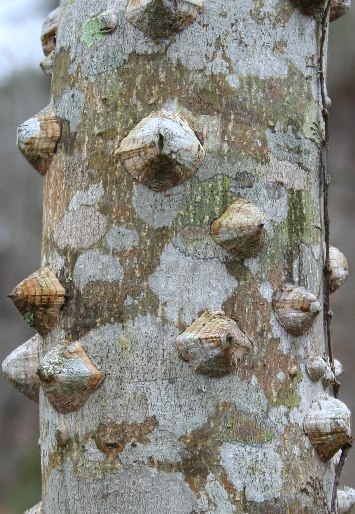 Prickly Ash (Zanthoxylum clava-herculitis) Spagyric Tincture (wholesale dosage bottle)
