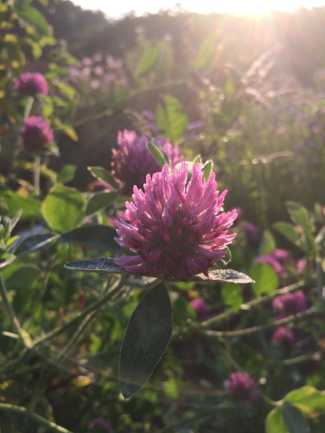 Women's Balance Spagyric Formula (wholesale dosage bottle)