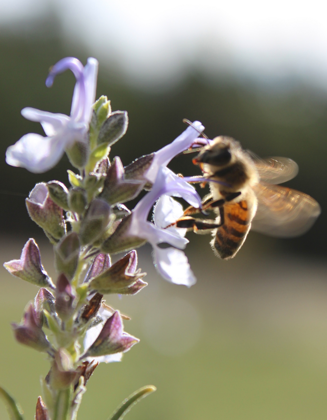 Glycemic Balance Spagyric Formula (wholesale dosage bottle)