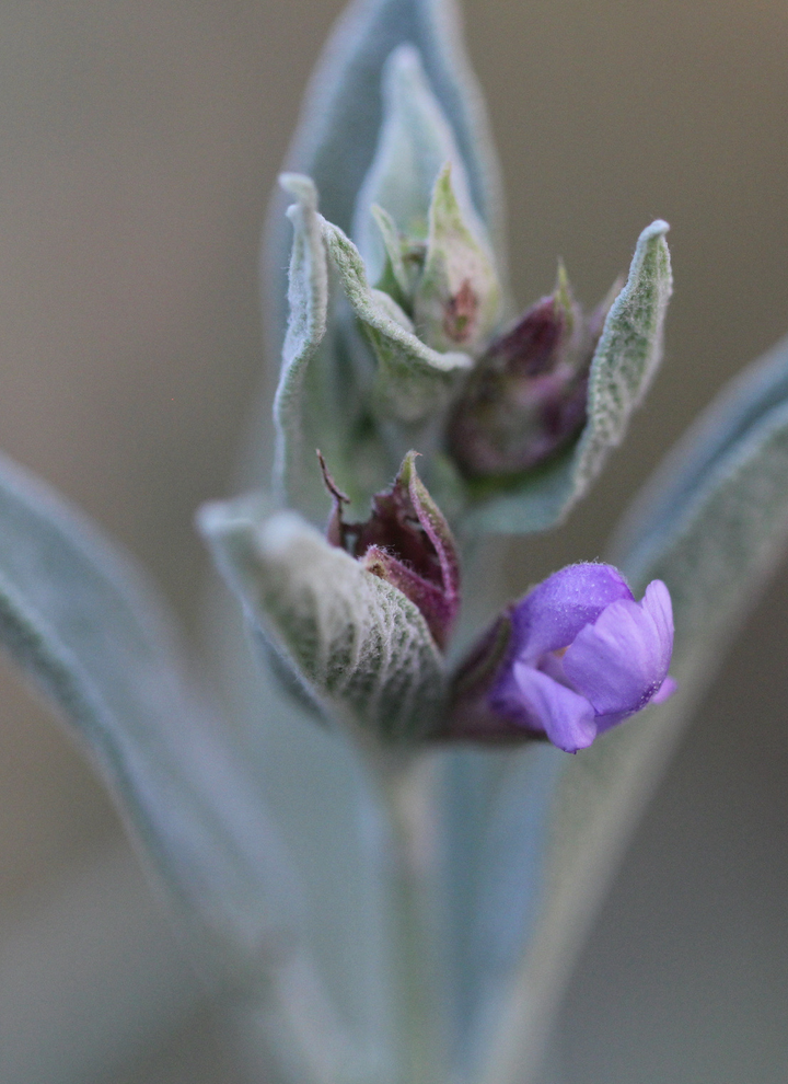 Vein Tone Spagyric Formula (wholesale dosage bottle)