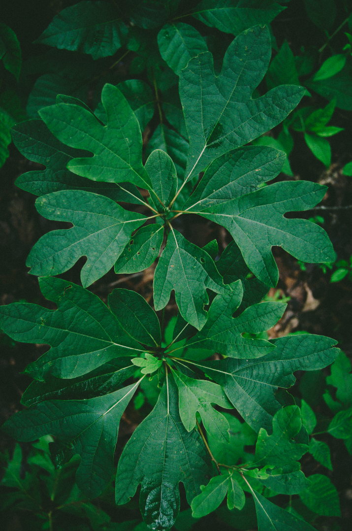Sassafras (Sassafras albidum) Spagyric Tincture (wholesale dosage bottle)