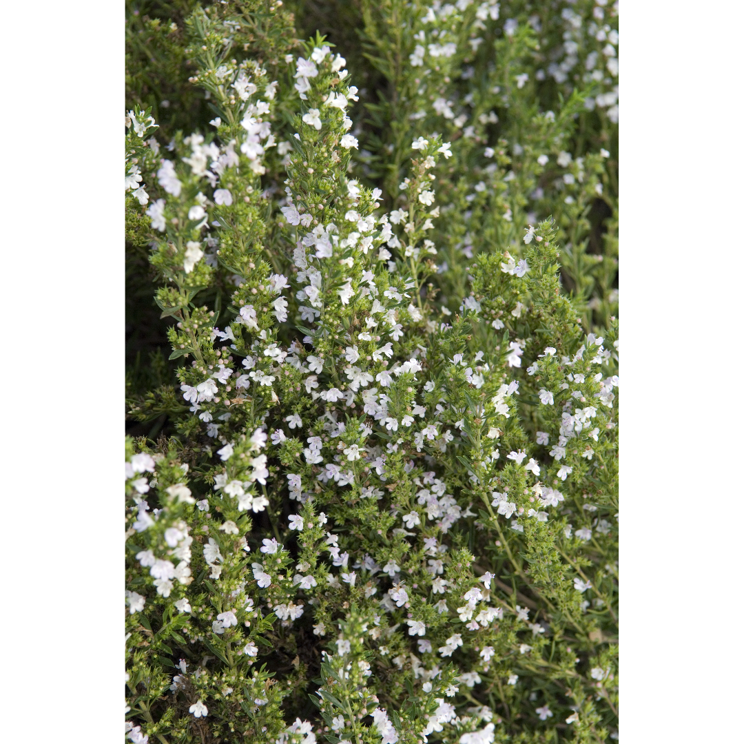 Mountain Savory (Satureja montana) Spagyric Tincture (wholesale dosage bottle)