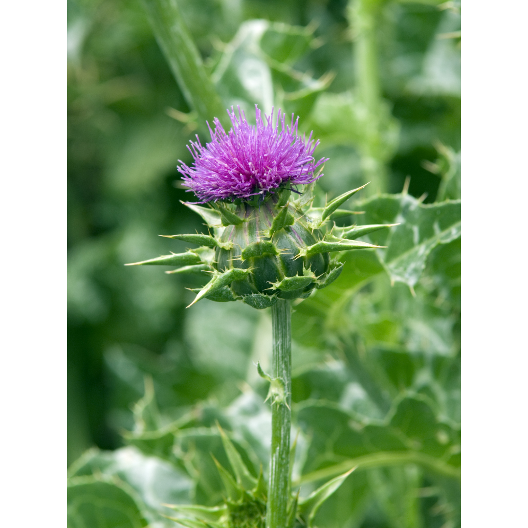 Liver Restore Spagyric Formula (wholesale)