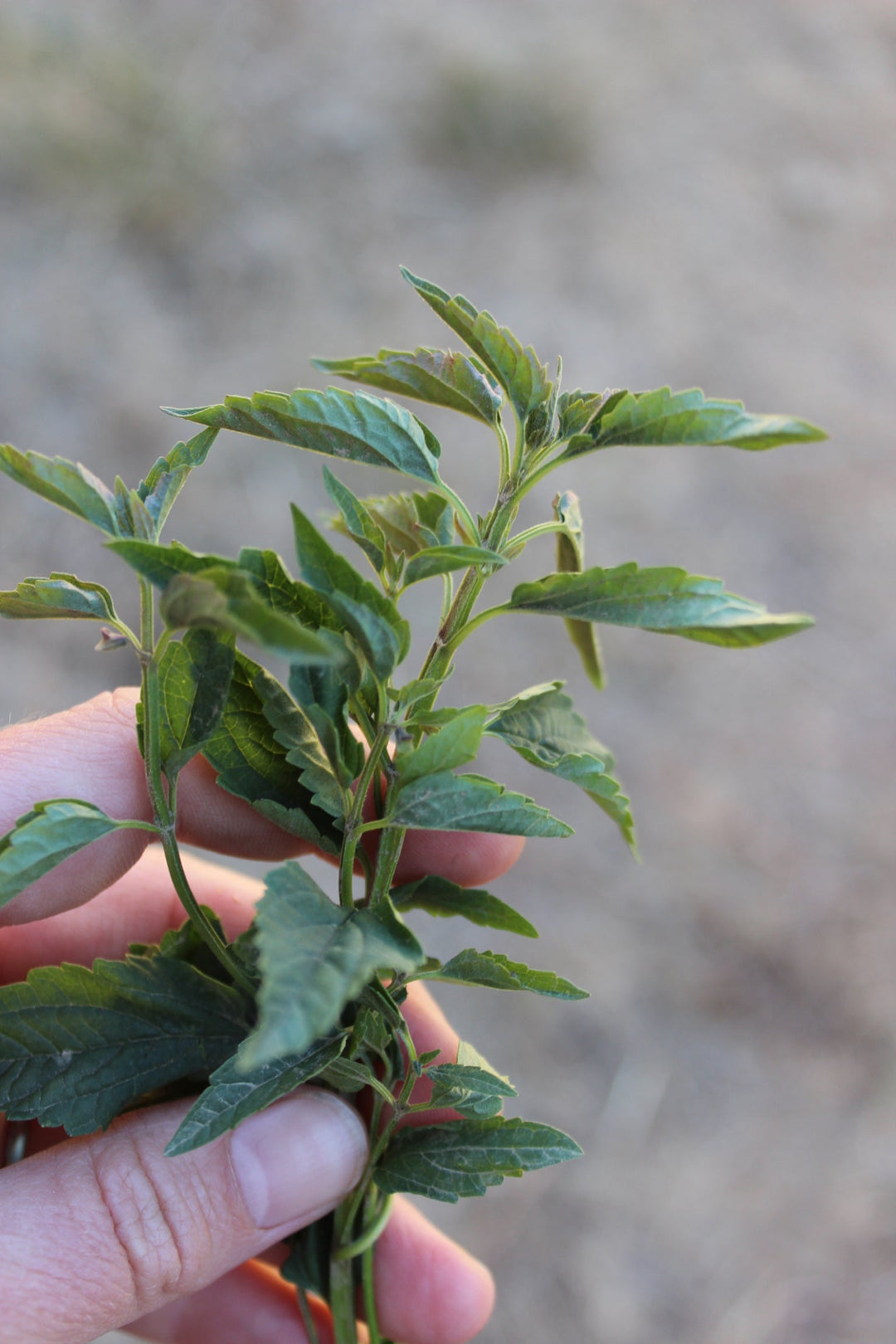 Smoker's Symmetry Spagyric Formula (wholesale dosage bottle)