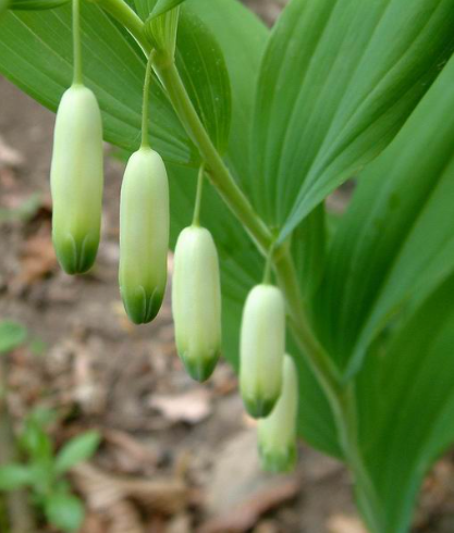 Solomon’s Seal (Polygonatum biflorum) Spagyric Tincture (wholesale)