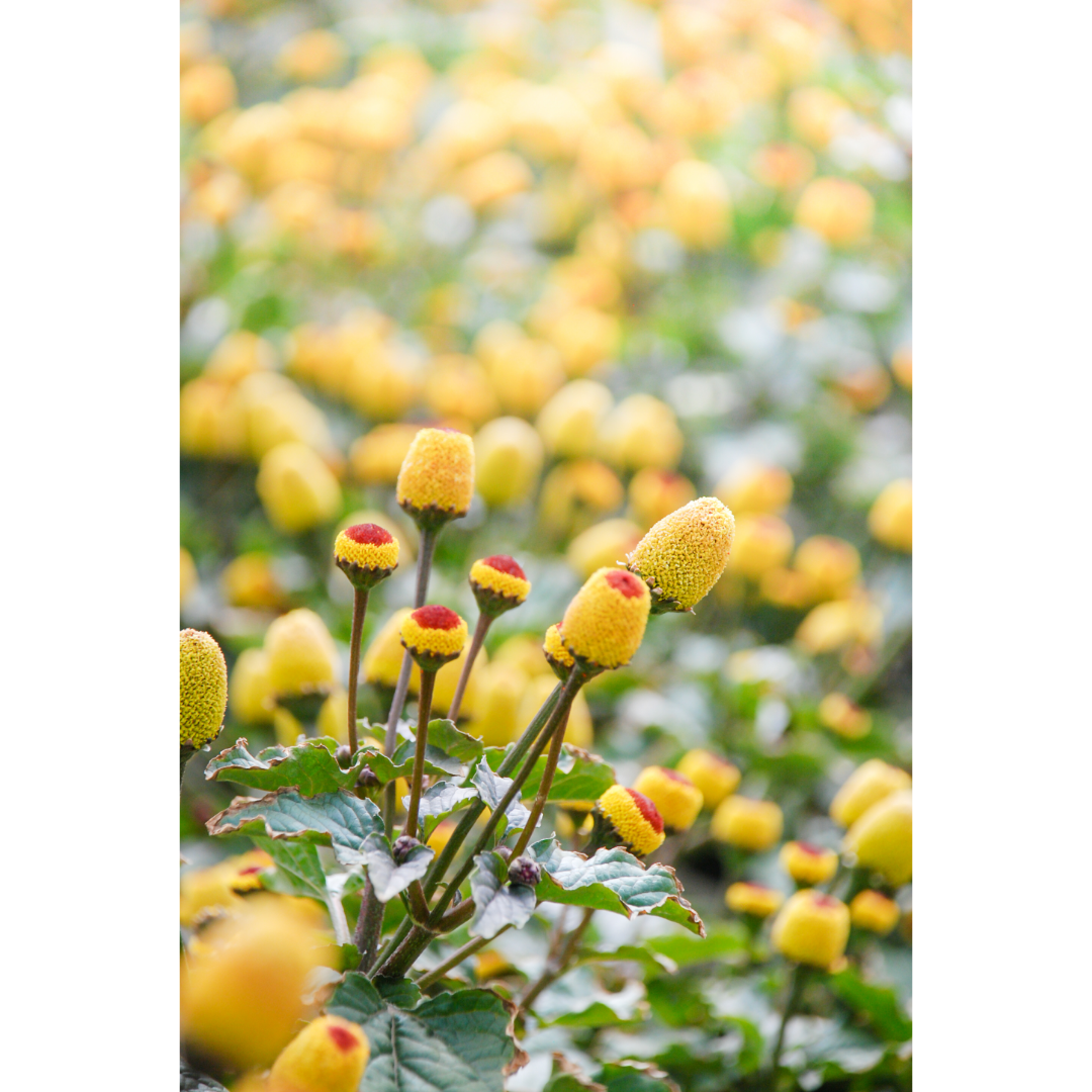 Spilanthes (Spilanthes acmella) Spagyric Tincture (wholesale dosage bottle)