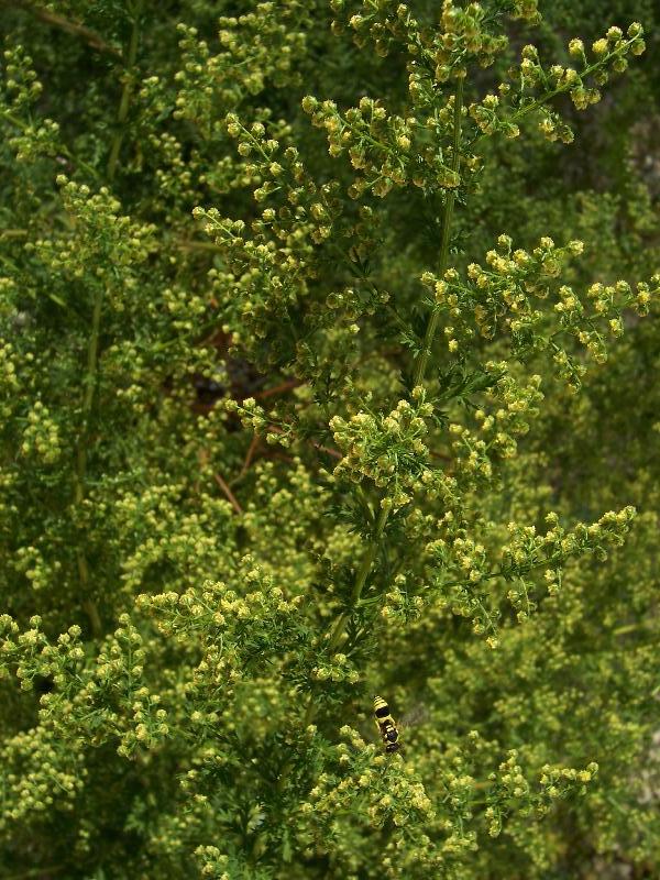 Sweet Annie (Artemesia annua) Spagyric Tincture (wholesale dosage bottle)