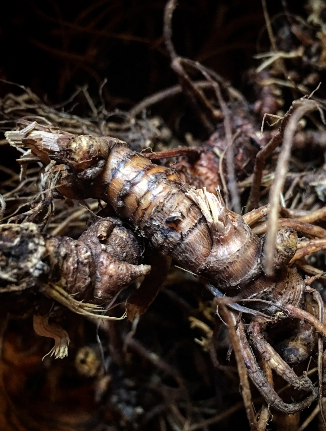 Carminative Spagyric Formula (wholesale dosage bottle)