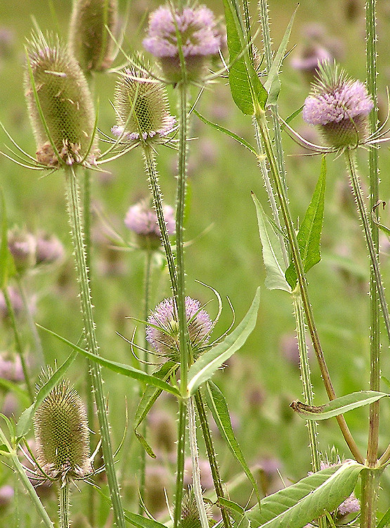 Teasel (Dipsacus sylvestris) Spagyric Tincture (wholesale dosage bottle)