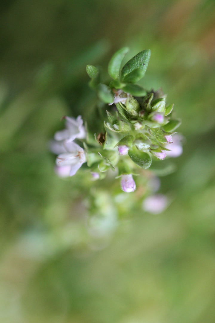 Rainforest Lungs Spagyric Formula (wholesale dosage bottle)