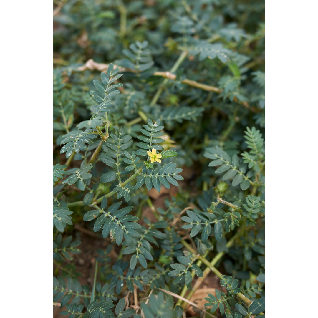 Tribulus (Tribulus terrestris) Spagyric Tincture (wholesale dosage bottle)