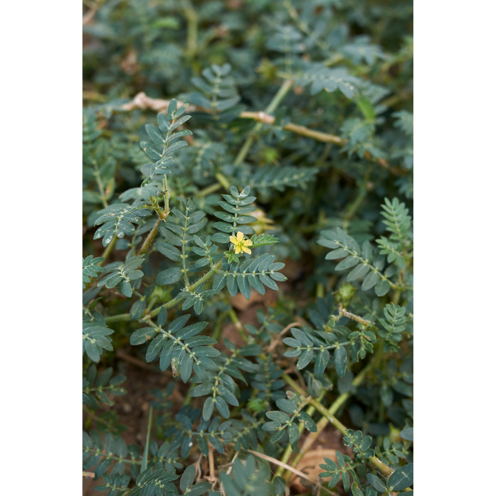 Tribulus (Tribulus terrestris) Spagyric Tincture (wholesale dosage bottle)