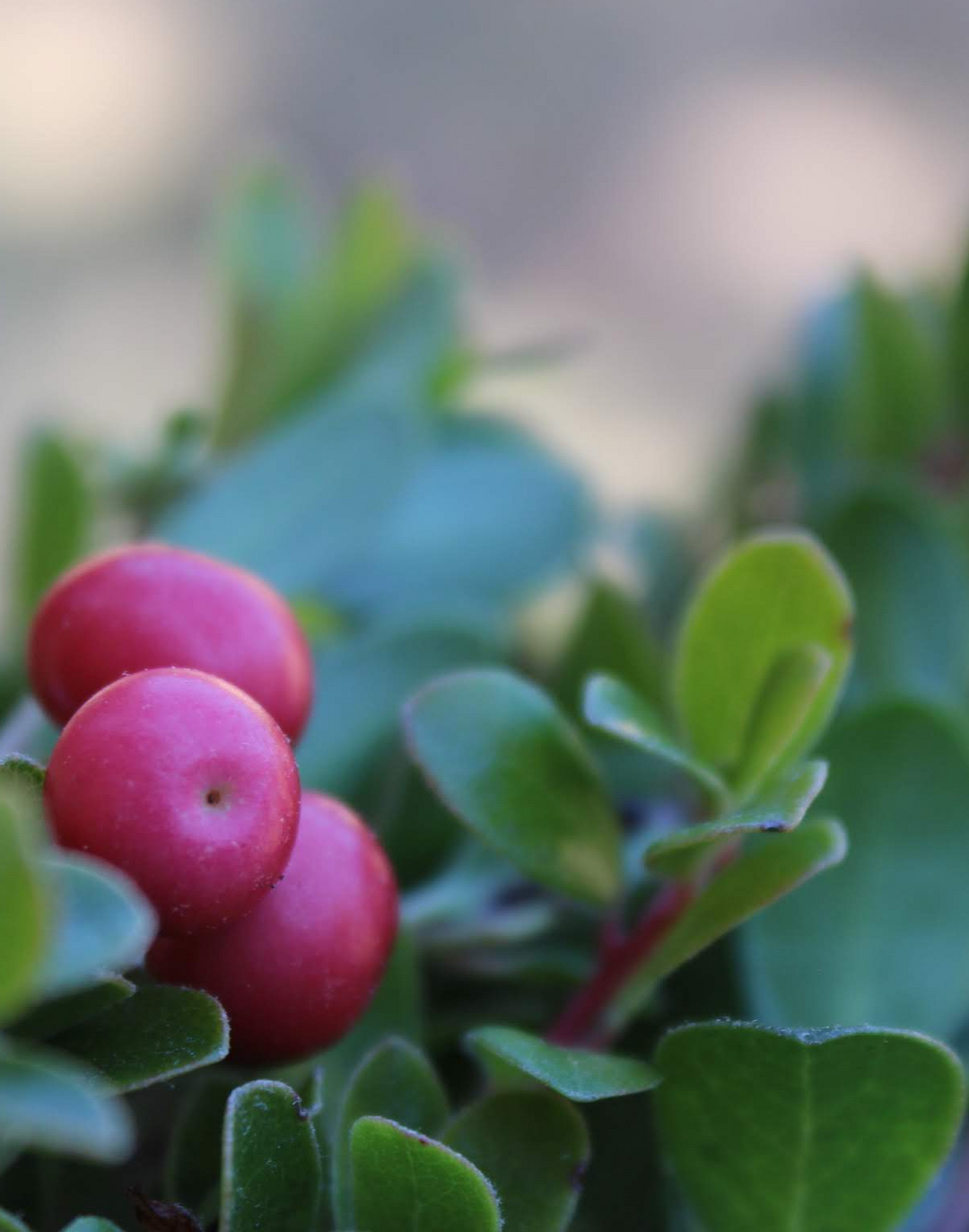 Urinary Protect Spagyric Formula (wholesale dosage bottle)