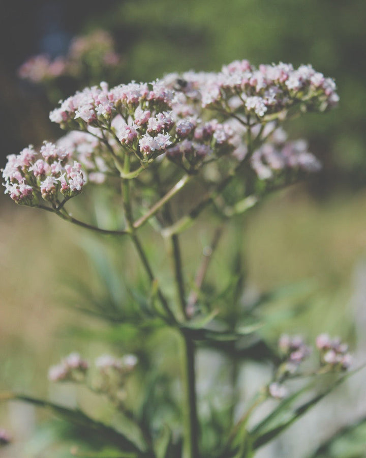 Sleep Support Spagyric Formula (wholesale dosage bottle)