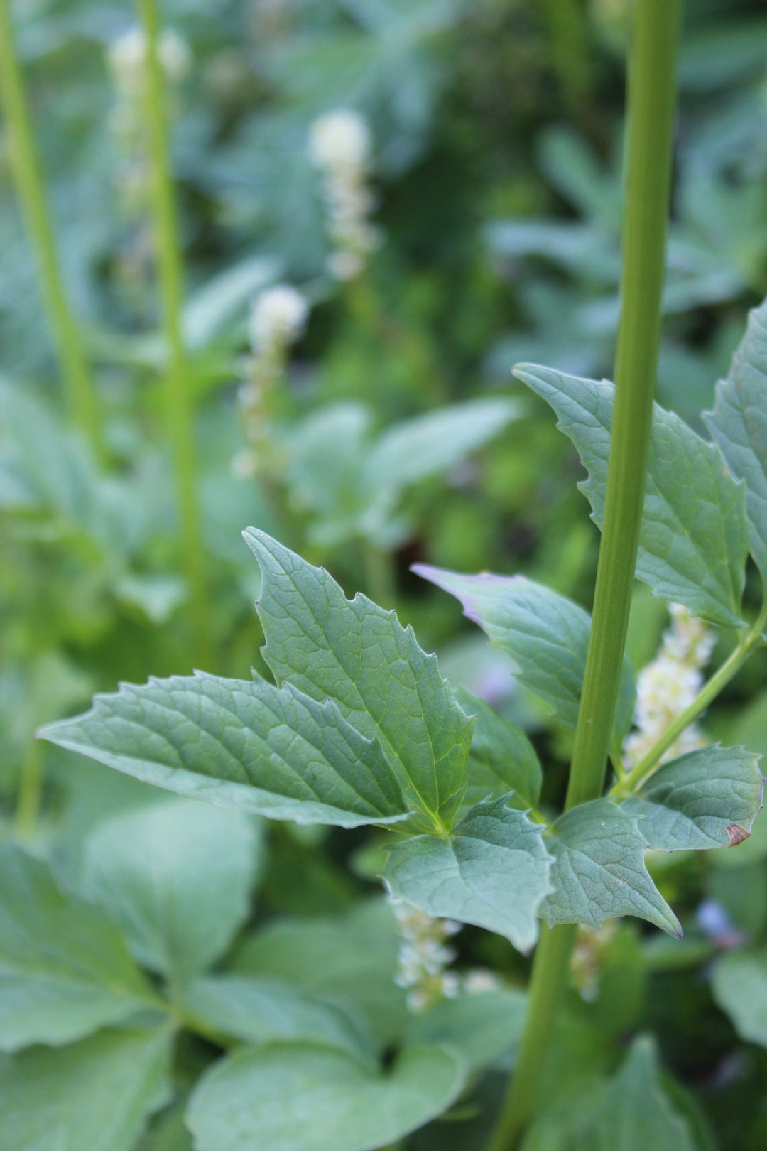 Women's Balance Spagyric Formula (wholesale dosage bottle)