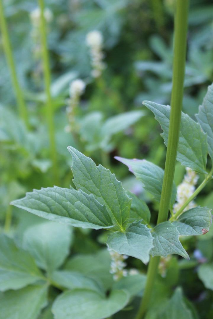 Women's Balance Spagyric Formula (wholesale dosage bottle)