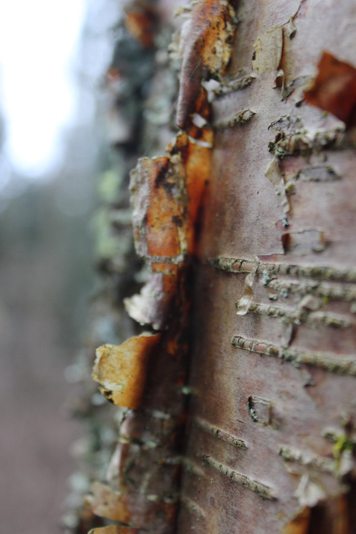 Wild Cherry (Prunus serotina) Spagyric Tincture (wholesale dosage bottle)