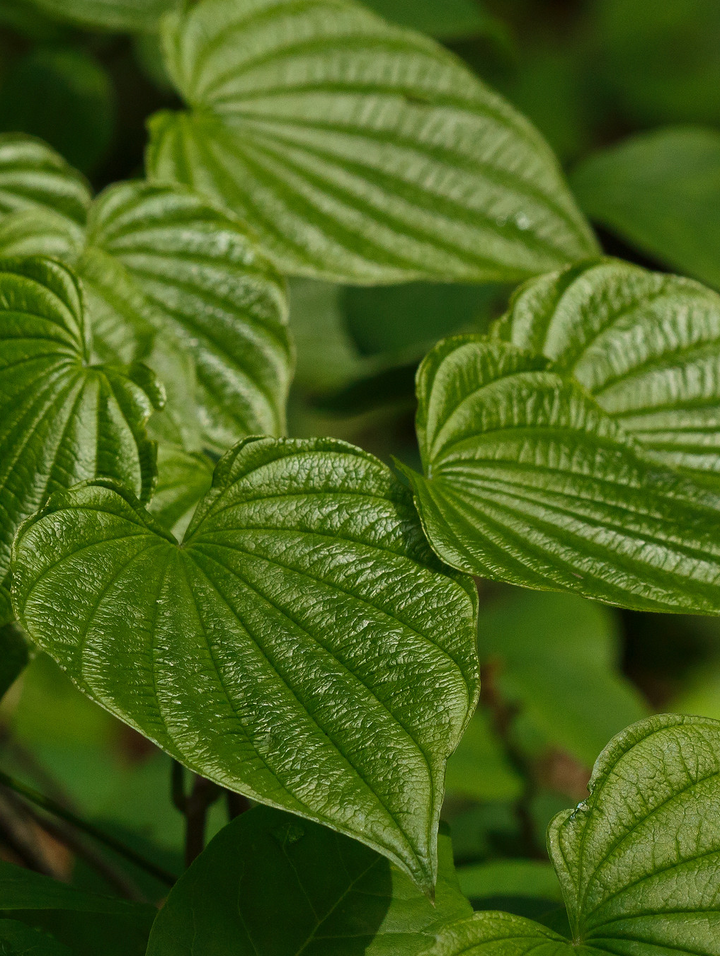 Gut Calm Spagyric Formula (wholesale dosage bottle)