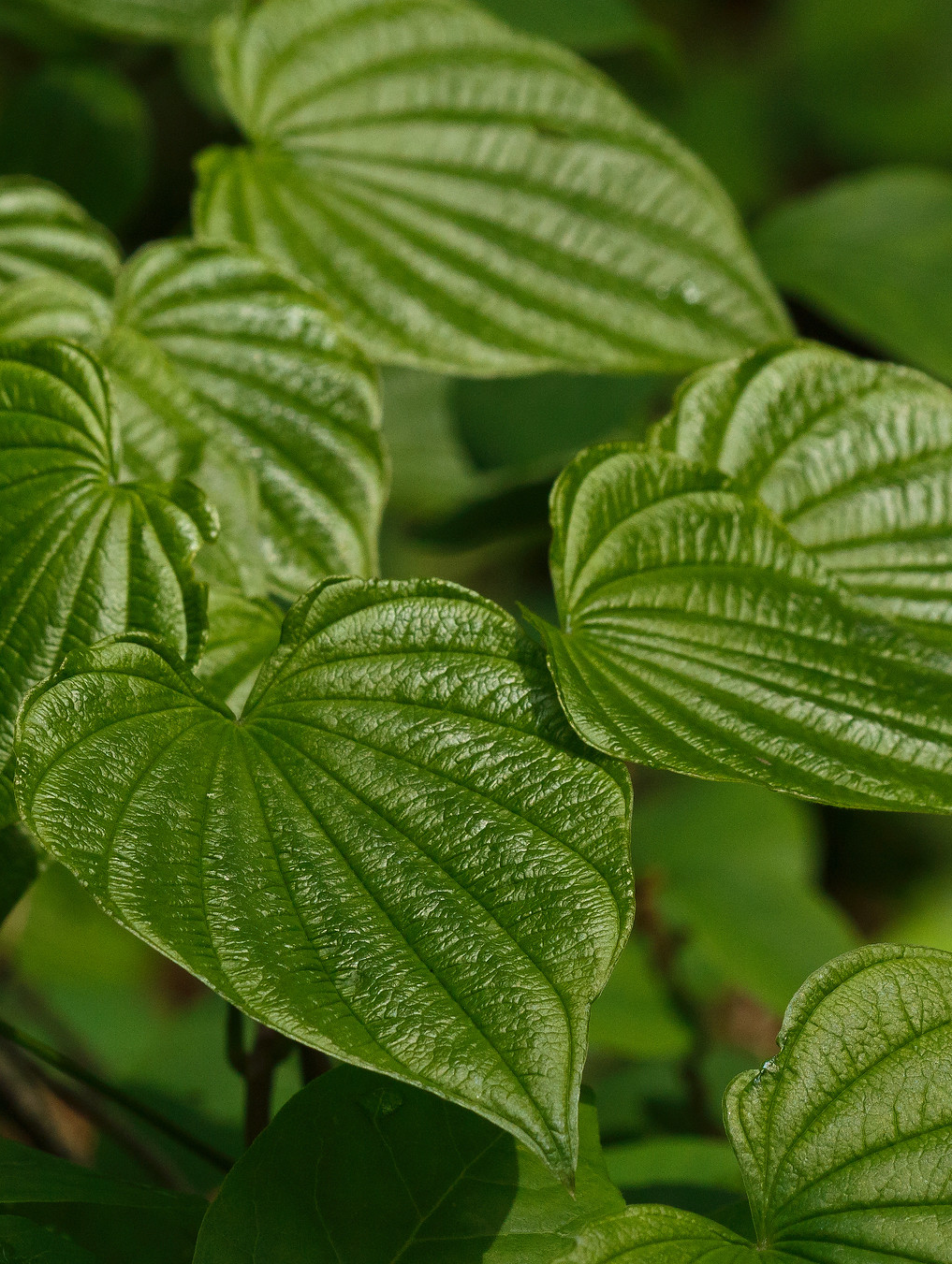 Wild Yam (Dioscorea villosa) Spagyric Tincture (wholesale dosage bottle)