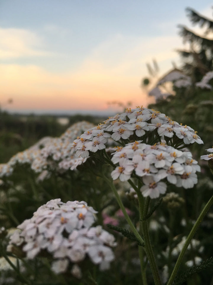 Gut Soothe Spagyric Formula (wholesale dosage bottle)