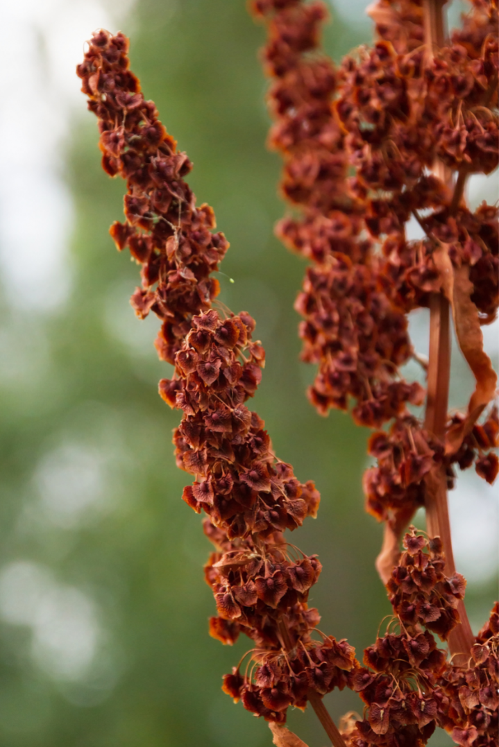Yellow Dock (Rumex crispus) Spagyric Tincture (wholesale dosage bottle)