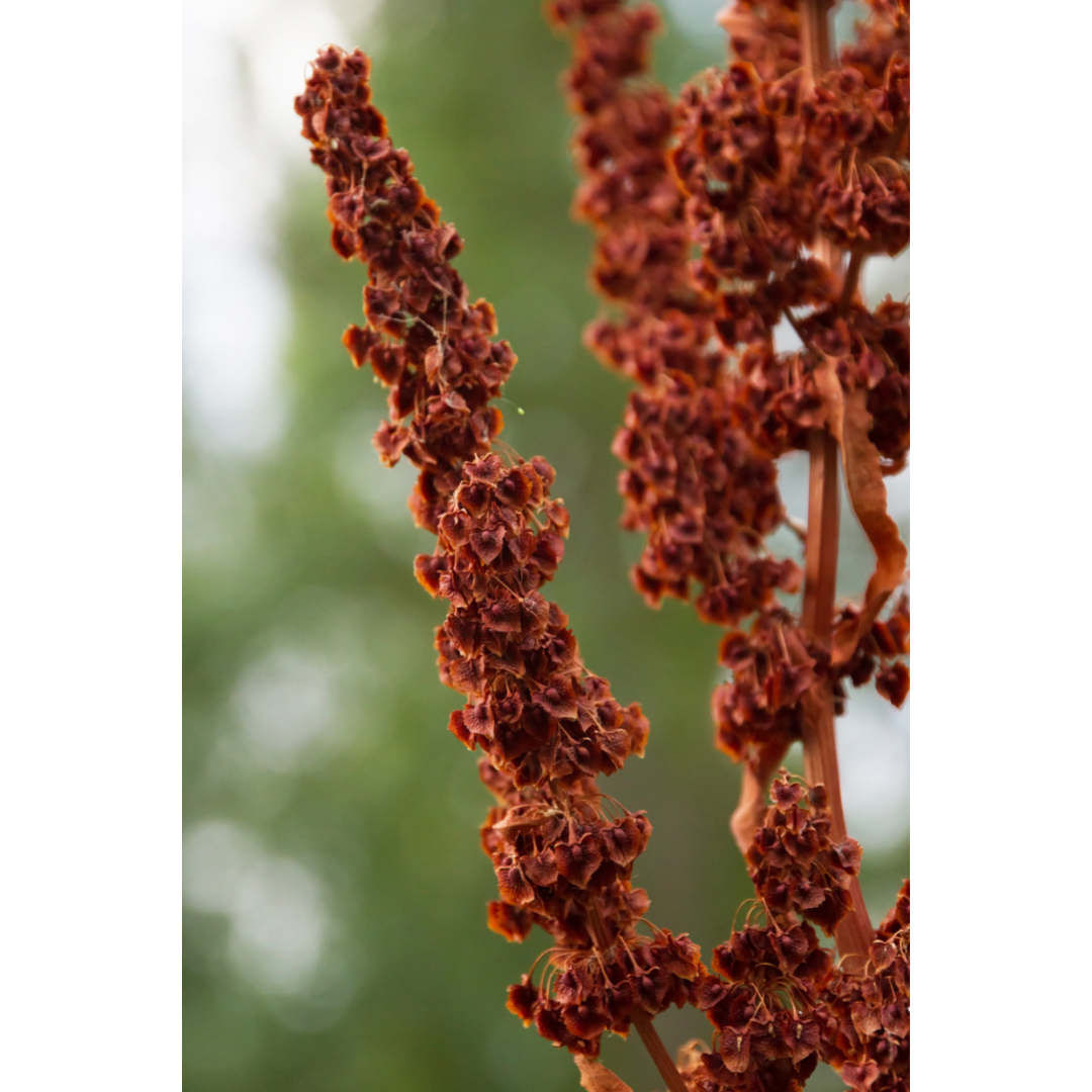 Laxative Compound Spagyric Formula (wholesale dosage bottle)