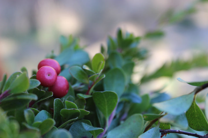 Uva-Ursi (Arctostaphylos uva-ursi) Spagyric Tincture
