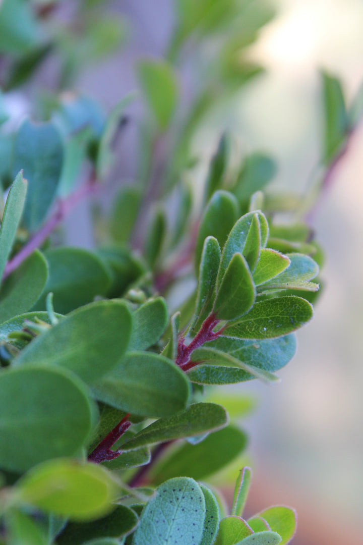 Uva-Ursi (Arctostaphylos uva-ursi) Spagyric Tincture