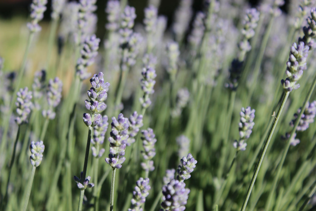 essence lavender plant Lavender flower (Lavandula angustifolia) Spagyric Essence – Natura Sophia Spagyrics