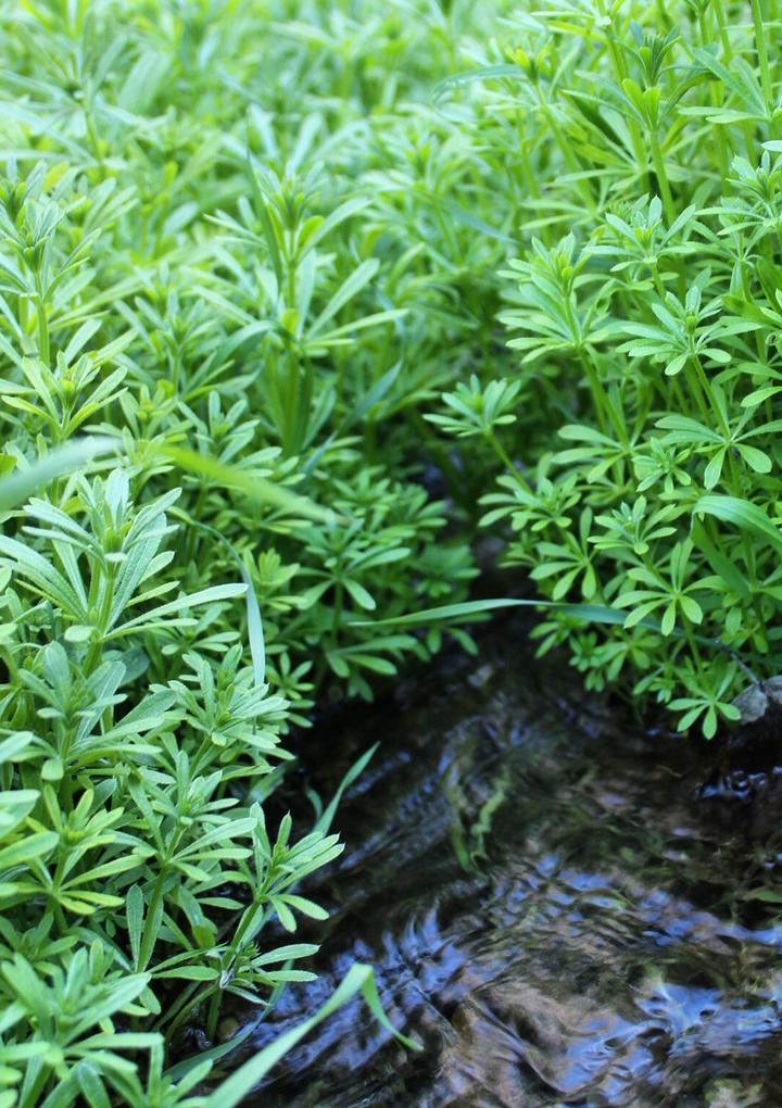 Prostate Tonic Spagyric Formula