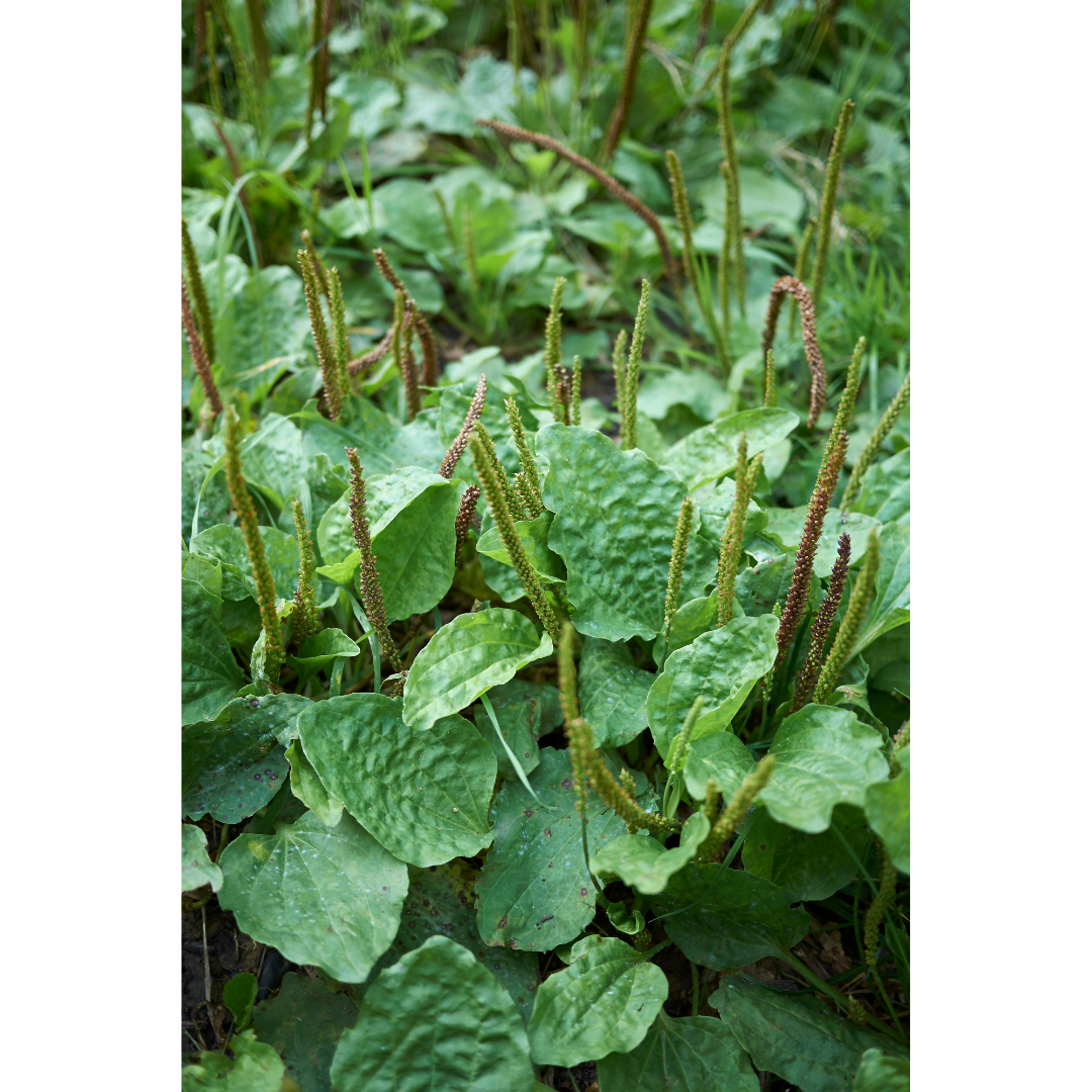 Gut Soothe Spagyric Formula