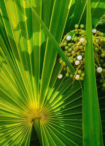 Prostate Tonic Spagyric Formula